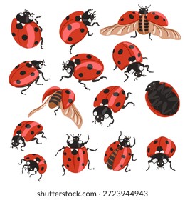 conjunto de desenho vetorial de joaninhas, besouros joaninha, isolado no fundo branco, coleção de elementos naturais, ilustração desenhada à mão
