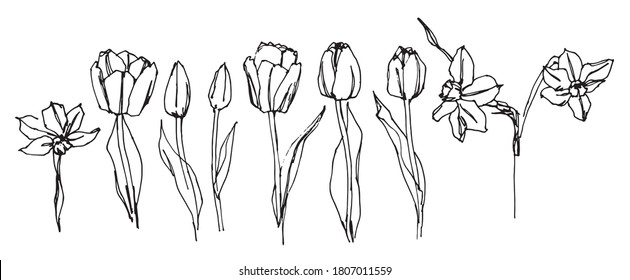 Vector drawing of a set of tulips on a white background. Set of tulips with leaves. Vector hand drawn illustration on white background.