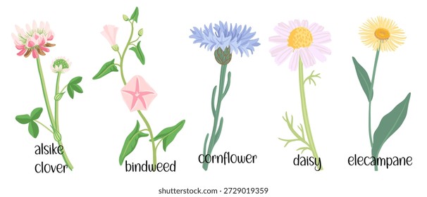 Vector Conjunto de flores silvestres, plantas con flores en el fondo blanco, Elementos florales, ilustración botánica dibujada a mano