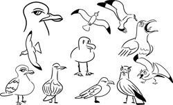 Vector Drawing Of Several Seagulls In Different Poses,flying And Standing. Black And White,silhouette,contour,cartoon Style,hand Drawn,flat,doodle,isolated,sketch. Birds,sea,cute,funny,angry,emoticon.