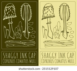 Vector drawing SHAGGY INK CAP. Hand drawn illustration. Latin name is COPRINUS COMATUS MULL.
