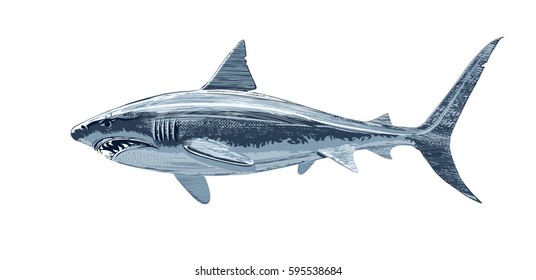 Vector drawing of a shark on a white background. Illustration of a sea predator.