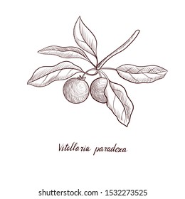vector drawing shea tree fruits , Vitellaria paradoxa, hand drawn illustration svg