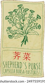 Vector drawing SHEPHERD'S PURSE  in Chinese. Hand drawn illustration. Latin name is CAPSELLA BURSA-PASTORIS L.
