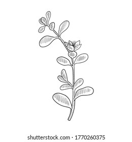 vector drawing shoreline purslane, Sesuvium portulacastrum , hand drawn illustration of medicinal plant