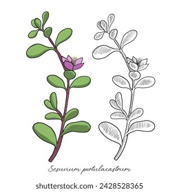 vector drawing shoreline purslane, Sesuvium portulacastrum , hand drawn illustration of medicinal plant