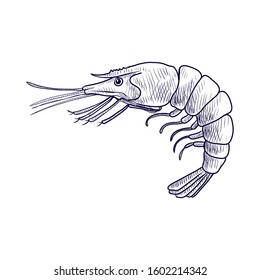 vector drawing shrimp, seafoods, hand drawn illustration