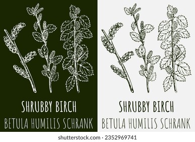 Vector drawing SHRUBBY BIRCH. Hand drawn illustration. The Latin name is BETULA HUMILIS SCHRANK.
