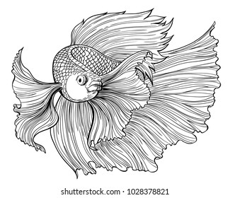 Vector drawing of siamese fighting fish on white background.