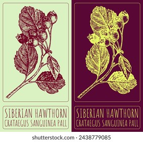 Vector drawing SIBERIAN HAWTHORN. Hand drawn illustration. The Latin name is CRATAEGUS SANGUINEA PALL.
