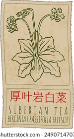 Vector drawing SIBERIAN TEA in Chinese. Hand drawn illustration. The Latin name is BERGENIA CRASSIFOLIA FRITSCH.
