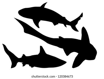 Vector drawing silhouette of a large shark