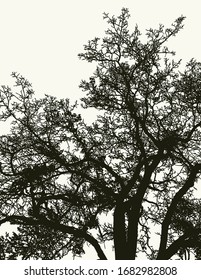 Dibujo vectorial de silueta de árbol antiguo en el bosque invernal