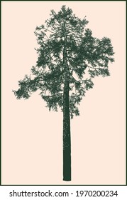 Vector drawing of silhouette single young pine tree