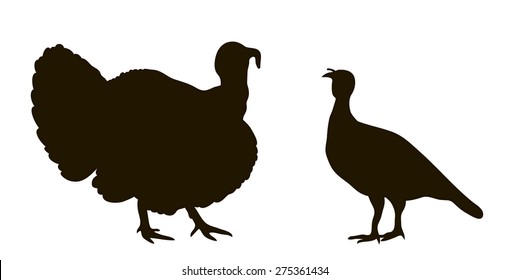 vector drawing silhouettes of male and female turkeys