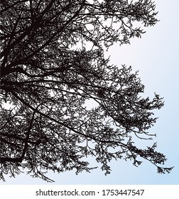 Vector drawing of silhouettes tree branches in winter season