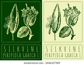 Vector drawing SILKVINE. Hand drawn illustration. The Latin name is PERIPLOCA GRAECA L.
