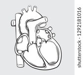 Vector Drawing of a / Simple Heart Anatomy / Easy to edit layers and groups, Easy to colourize and change colours. Strokes and shape objects not outlined so easy to change elements as needed. 