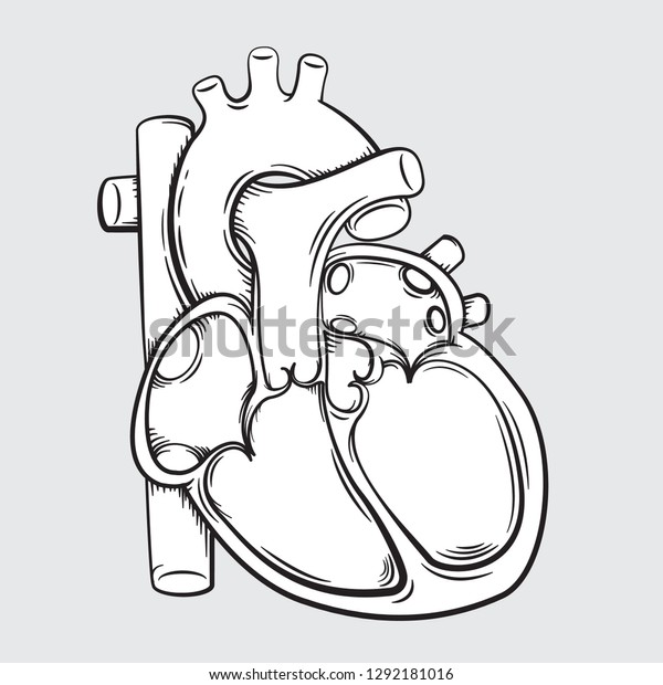 Vector Drawing Simple Heart Anatomy Easy Stock Vector Royalty