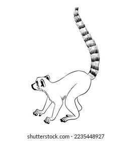 vector drawing sketch of animal, hand drawn ring-tailed lemur, Lemur catta, isolated nature design element