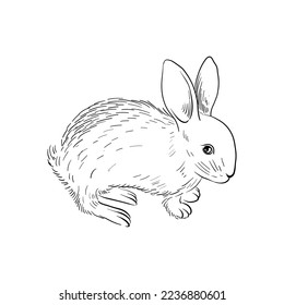 vector drawing sketch of animal, hand drawn rabbit, isolated nature design element