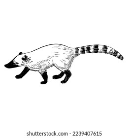 vector drawing sketch of animal, hand drawn ring-tailed coati, Lemur catta, isolated nature design element