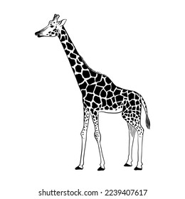 vector drawing sketch of animal, hand drawn giraffe , isolated nature design element