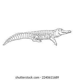 vector drawing sketch of animal, hand drawn crocodile , isolated nature design element