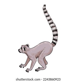 vector drawing sketch of animal, hand drawn ring-tailed lemur, Lemur catta, isolated nature design element