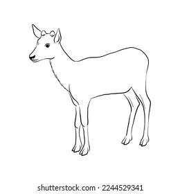 vector drawing sketch of animal, hand drawn deer , isolated nature design element