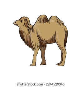vector drawing sketch of animal, hand drawn camel , isolated nature design element