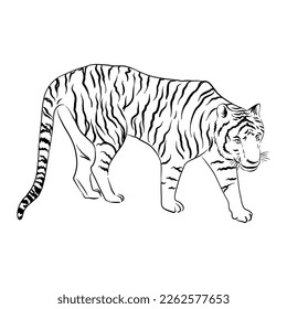 vector drawing sketch of animal, hand drawn tiger , isolated nature design element