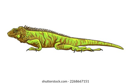 vector drawing sketch of animal, hand drawn green iguana , isolated nature design element