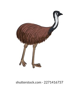 vector drawing sketch of animal, hand drawn emu, ostrich, isolated nature design element