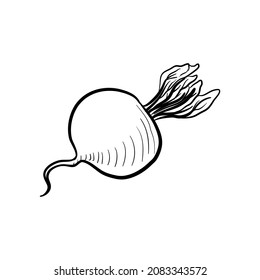 vector drawing sketch of beet root, vegetable isolated at white background,hand drawn illustration