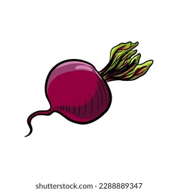 esbozo de dibujo vectorial de la raíz de remolacha, vegetal aislada en el fondo blanco, ilustración dibujada a mano