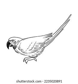 Vektorgrafik von Vogel, Papagei, handgezeichneter Ara, isolierter Naturdesign