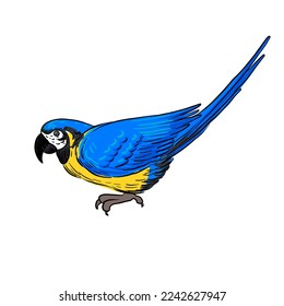 Vektorgrafik von Vogel, Papagei, handgezeichneter Ara, isolierter Naturdesign