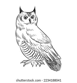 vector drawing sketch of bird, Eurasian eagle-owl ,Bubo bubo, hand drawn songbird, isolated nature design element