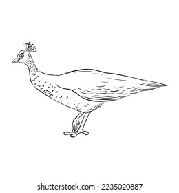 vector drawing sketch of bird, hand drawn peacock, isolated nature design element
