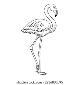 vector drawing sketch of bird, hand drawn flamingo,  isolated nature design element