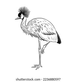 vector drawing sketch of bird, hand drawn grey crowned crane , Balearica regulorum , isolated nature design element