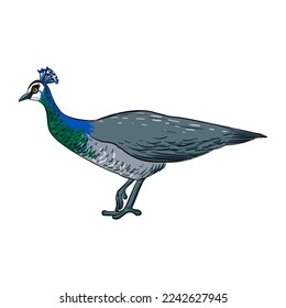 vector drawing sketch of bird, hand drawn peacock, isolated nature design element