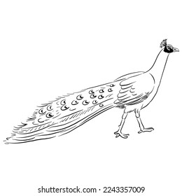 vector drawing sketch of bird, hand drawn peacock, isolated nature design element