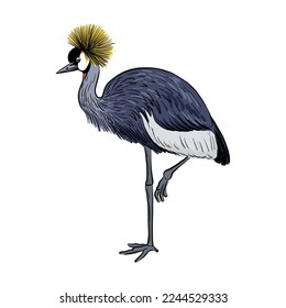 vector drawing sketch of bird, hand drawn grey crowned crane , Balearica regulorum , isolated nature design element