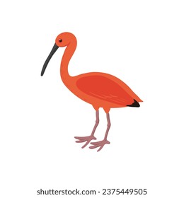 vector drawing sketch of bird, hand drawn scarlet ibis, isolated nature design element