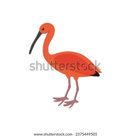 vector drawing sketch of bird, hand drawn scarlet ibis, isolated nature design element