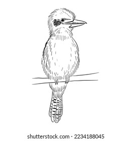 dibujo vectorial de ave, riéndose kookaburra ,Dacelo novaeguineae, pájaro dibujado a mano, elemento de diseño natural aislado