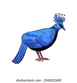 vector drawing sketch of bird, Victoria crowned pigeon ,Goura victoria, hand drawn songbird, isolated nature design element