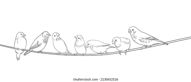 vector drawing sketch of birds sitting on the wire, hand drawn songbirds, isolated nature design elements
